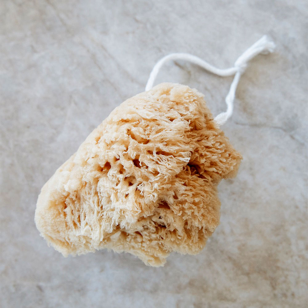 Large Hanging Natural Sea Sponge